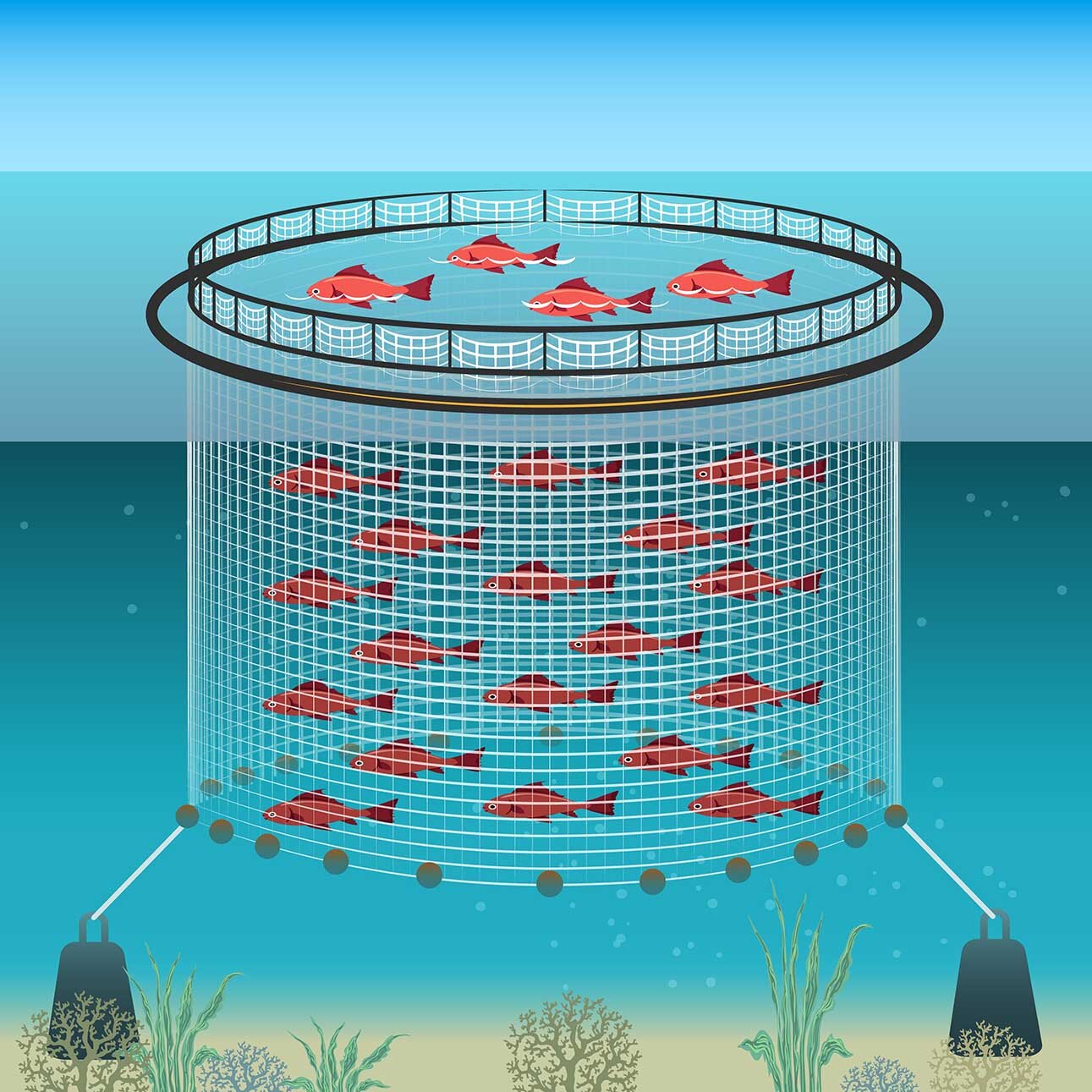 Certex Norway delivers equipment for mooring and aquaculture and breeding setups